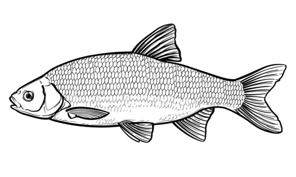Рыба Таракан Черное Белое Векторный Эскиз Рыбы Белом Фоне — стоковый вектор