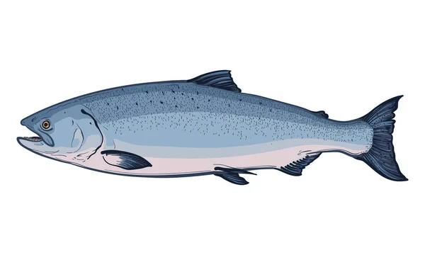แซลมอนถ กแยกไว บนพ นหล ขาว ภาพเวกเตอร ของปลา — ภาพเวกเตอร์สต็อก