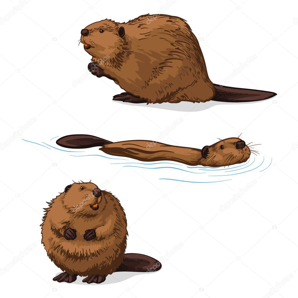 Beaver, isolated on a white background. Color vector illustration of a beavers.