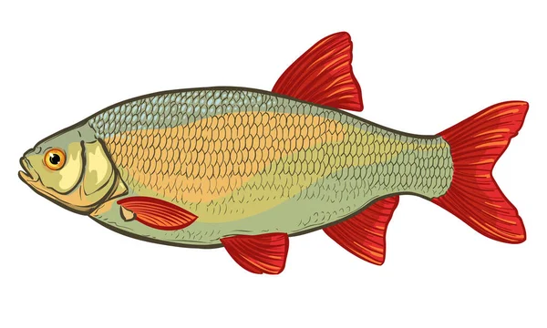 Ψάρι Απομονωμένο Λευκό Φόντο Χρωματική Διανυσματική Απεικόνιση Ενός Ψαριού — Διανυσματικό Αρχείο