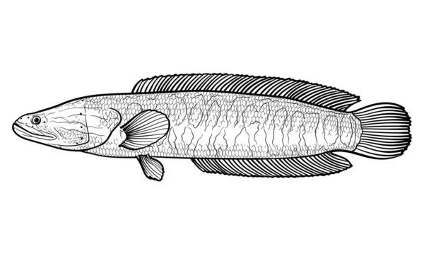 Handritad Fisk Ormhuvud Svart Och Vitt Vektor Skiss Fisk Isolerad — Stock vektor