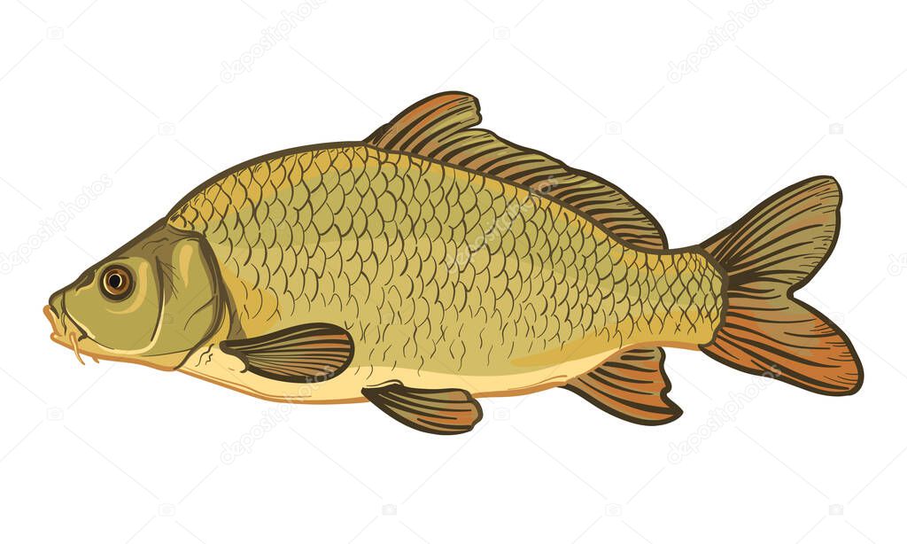 Carp fish, isolated on a white background. Color vector illustration of a fish.
