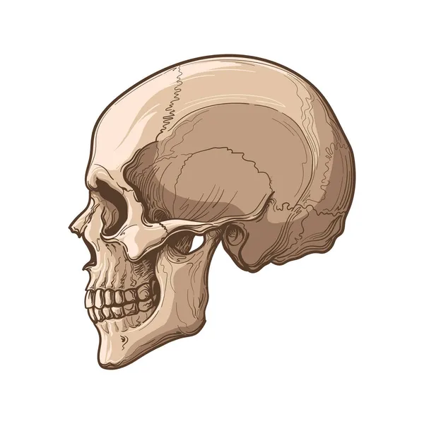 Crânio Humano Perfil Ilustração Vetorial Isolada Sobre Fundo Branco — Vetor de Stock