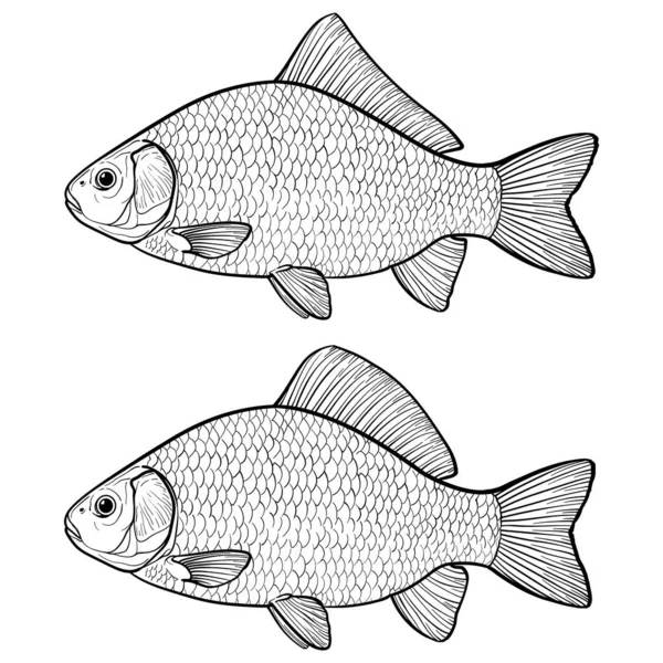 Carpa Cruciana Pescado Aislada Blanco Negro Dibujada Mano Dibujo Vectorial — Vector de stock