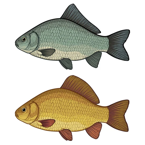 Dois Tipos Carpa Crucian Ilustração Vetorial Colorida Peixe Carpa Crucian — Vetor de Stock