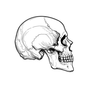 Beyaz arka planda insan kafatası profili var. Vektör illüstrasyonu.