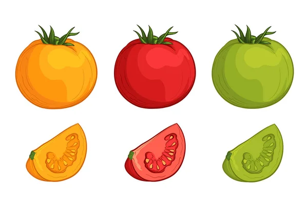 Bunte Tomaten Vektorillustration Von Gemüse Cartoon Stil — Stockvektor