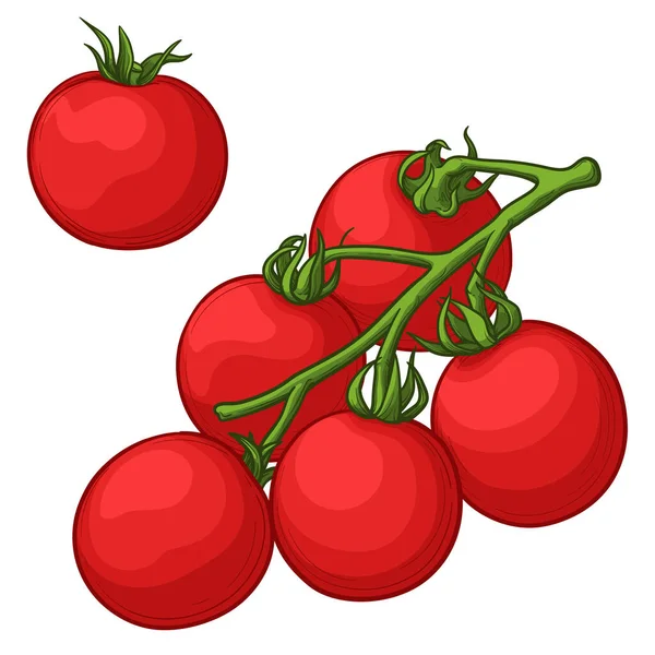 樱桃西红柿 孤立的西红柿 枝条上的蔬菜 彩色矢量插图 — 图库矢量图片