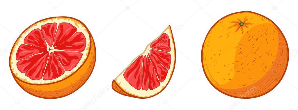 Grapefruit, whole and half cut. Vector illustration of grapefruit in cartoon style. vector