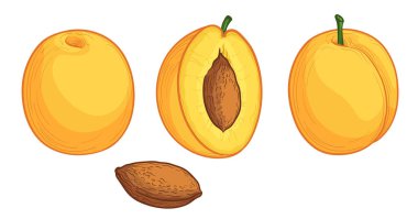 Olgun sarı erikler ya da kirazlı erikler. Vektör illüstrasyonu beyaz arkaplanda izole edildi.