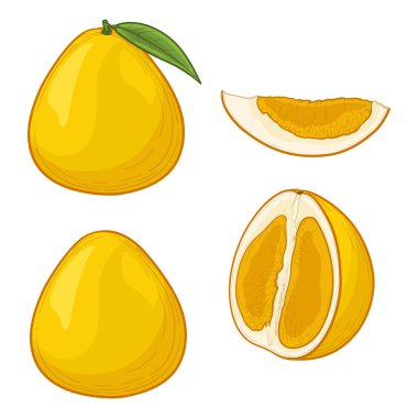 Beyaz arka planda izole edilmiş Pomelo meyveleri. Çizgi film tarzında vektör illüstrasyonu.