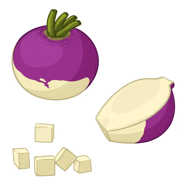 Colorful Ripe Rutabaga Swede Vector Illustration Cartoon Style — Vetor de Stock