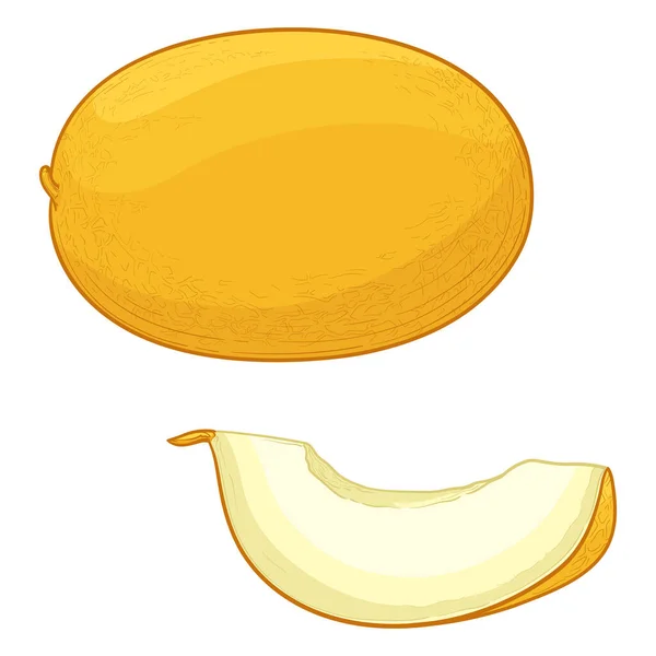 Ripe Yellow Melon Vector Illustration Melon Isolated White Background — Vettoriale Stock