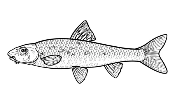 手绘鱼Gudgeon Gobio Gobio 黑人和白人 用白色背景隔开的鱼的矢量草图 — 图库矢量图片