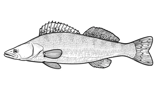 Zander Pike Perch Vector Sketch Fish Isolated White Background — Stockvector