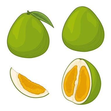 Green Pomelo fruits isolated on white background. Vector illustration in cartoon style.