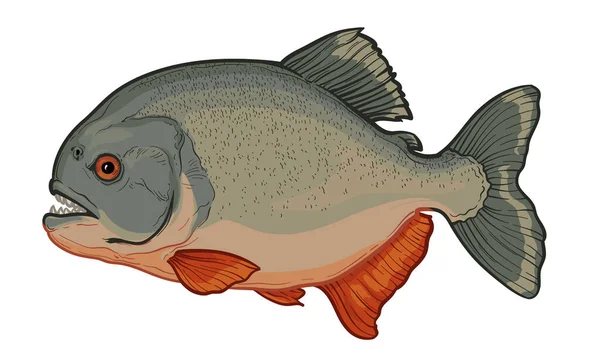 Piranha Isolated White Background Color Vector Illustration Fish — Stockvektor