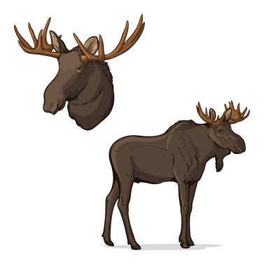 Moose and moose head isolated on white background. Color vector illustration.