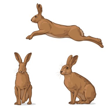 Hare in different poses. Set of vector graphic illustrations of rabbit, hare.