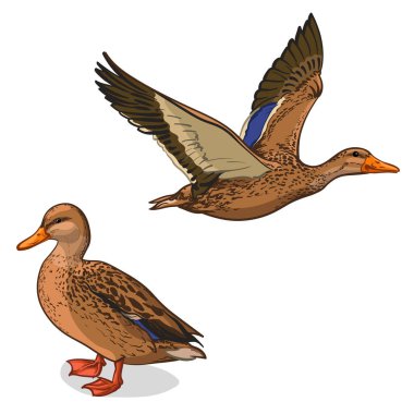 Two color ducks, vector illustration. A Duck, isolated on a white background. 