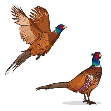 Colorful pheasants. Vector illustration of a pheasant isolated on a white background.