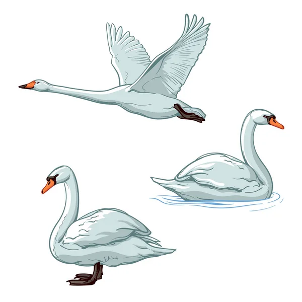 Vector Set Swans Birds Isolated White Background — Vettoriale Stock