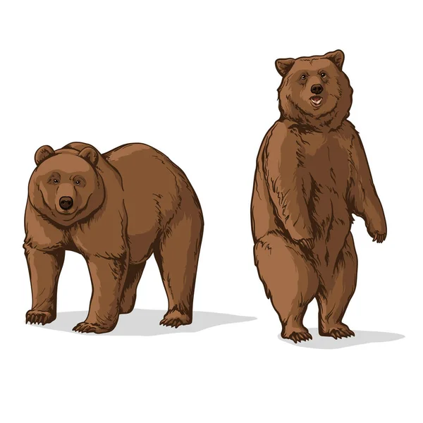 Vector Illustration Bear Two Bears Isolated White Background — Stock vektor