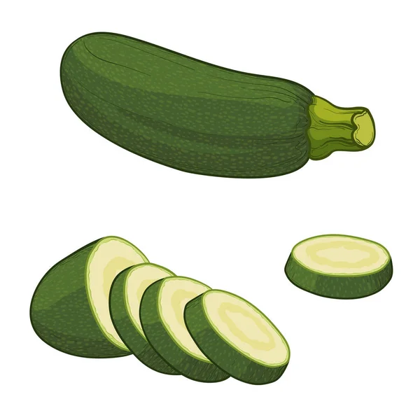 Zucchini Zucchini Slices Colorful Vector Illustration Isolated White Background — стоковый вектор