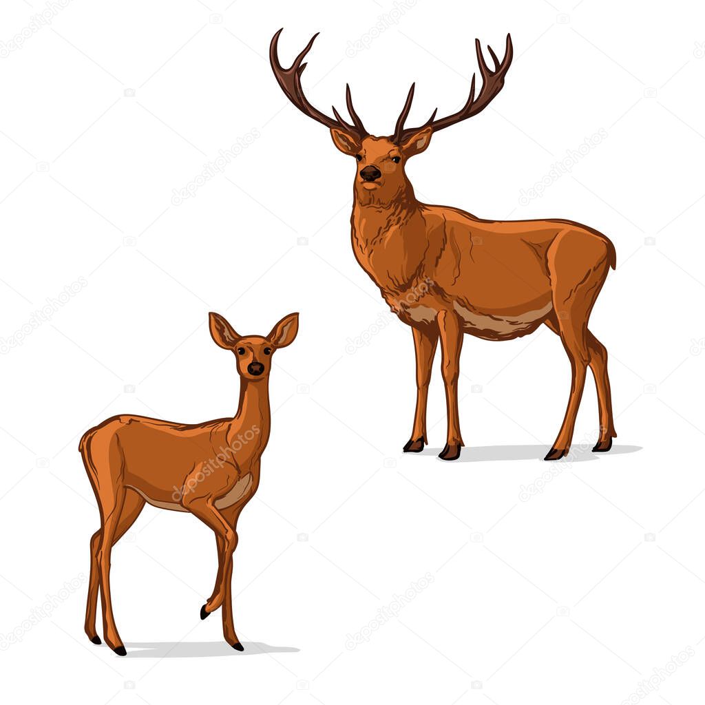 Vector illustration of a Deer. Two deer, isolated on a white background.