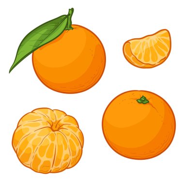 Beyaz arka planda izole edilmiş taze mandalina ya da mandalina meyveleri. Vektör illüstrasyonu.