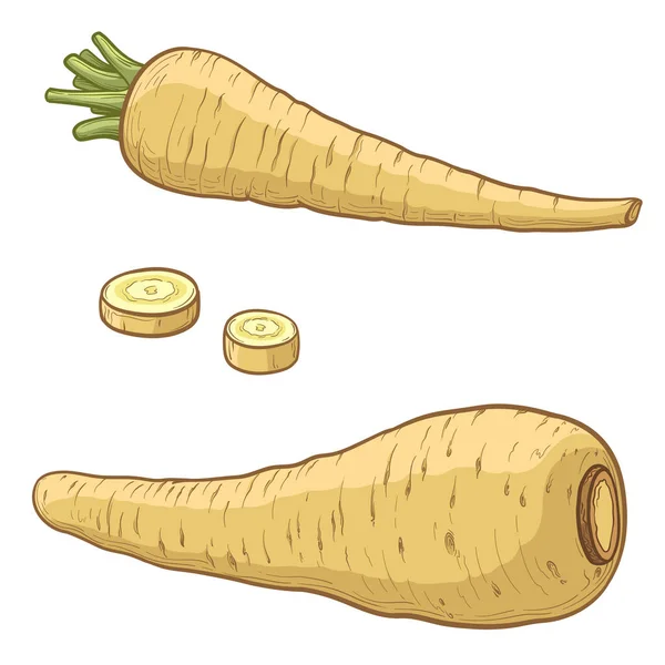 Parsnips Roots Vector Illustration Parsnips Isolated White Background — Stock Vector