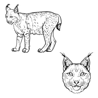 El çizimi Luchs. Siyah ve beyaz. Vektör Lynx, beyaz bir arkaplanda izole edilmiş..