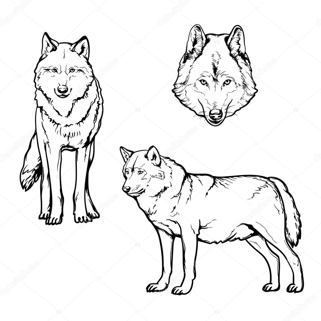 Wolf, black and white drawing. Vector set of wolves. Illustration isolated on a white background.