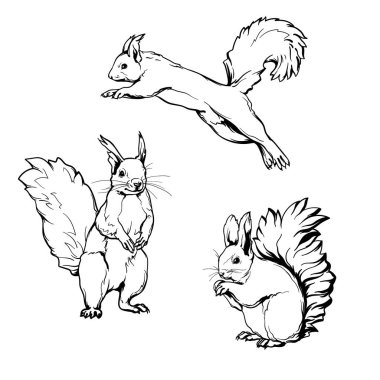 Sincaplar, siyah beyaz çizimler. Sincap vektör seti. Resimler beyaz arkaplanda izole edildi.