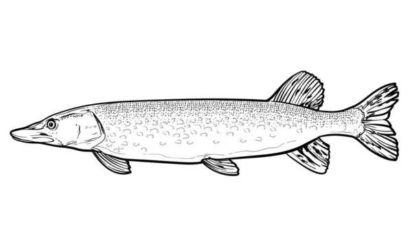 Ręcznie Rysowany Pike Czarno Białym Szkic Wektorowy Ryby Izolowanej Białym — Wektor stockowy