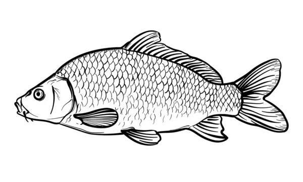 Ručně Kreslený Kapr Černobílý Vektorový Náčrt Ryby Izolované Bílém Pozadí — Stockový vektor