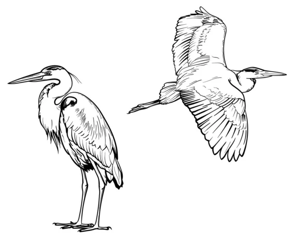 Esboço Garça Ilustração Vetorial Aves Isoladas Sobre Fundo Branco —  Vetores de Stock