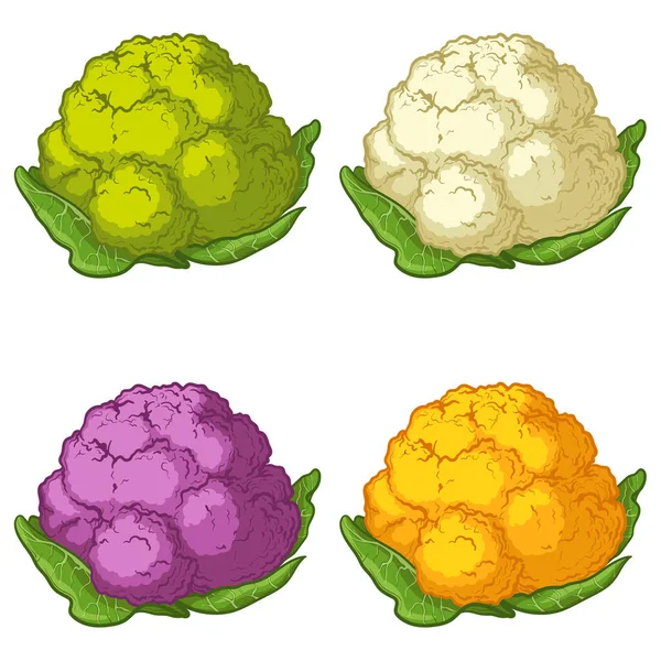 色彩艳丽的花椰菜的明亮的矢量收集 新鲜的卡通花椰菜 白色背景隔离 — 图库矢量图片