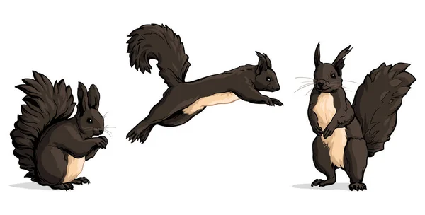 Set Von Schwarzen Eichhörnchen Vektorillustration Von Eichhörnchen Auf Weißem Hintergrund — Stockvektor
