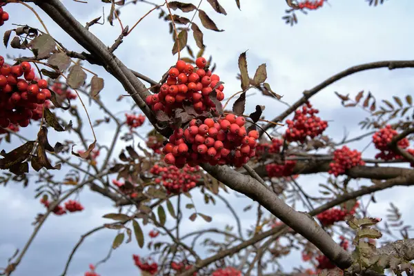 Red Viburnum Tree Red Berries Autumn — Stock Photo, Image