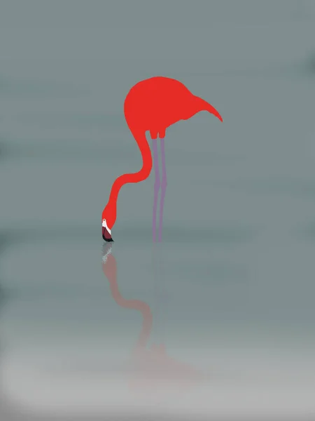 Roter Flamingo Wasser Mit Spiegelung — Stockfoto