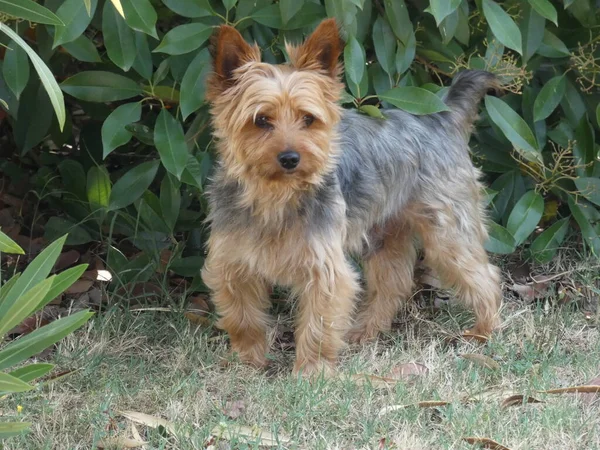 Yorkshire Terrier Garten — Stockfoto