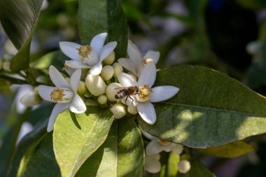 Güzel, narin bir portakal ağacının dalları ve arılar güneşli bir bahar gününde nektar toplarlar.