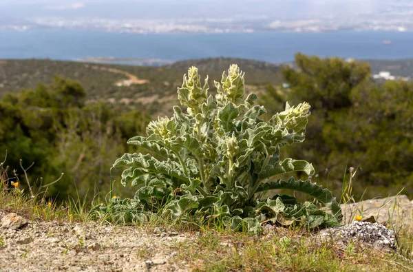 Flora Grecji Przydatna Lecznicza Roślina Verbascum Phlomoides Rośnie Górach Łące — Zdjęcie stockowe