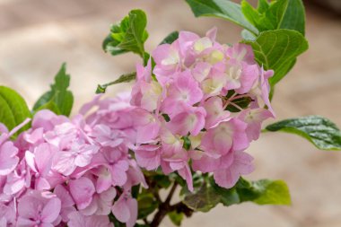 Parlak, dekoratif, narin ortanca güneşli bir yaz gününde bir saksının üzerinde büyür.