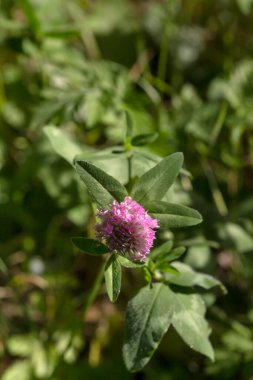 Pembe çiçekli yararlı, tıbbi bir bitki (trifolium pratense) baharda, güneşli bir günde çayırda yetişir.