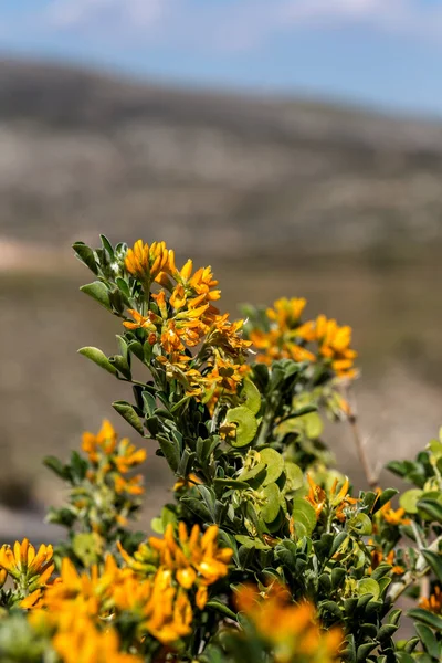 Plante Medicago Arborea Med Gule Blomster Vokser Bjergene Solrig Forårsdag - Stock-foto