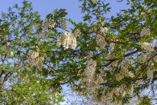 在一个阳光明媚的春日 在蓝天的映衬下 一株美丽而精致的相思树的枝条与白色丛生的相映成趣 — 图库照片