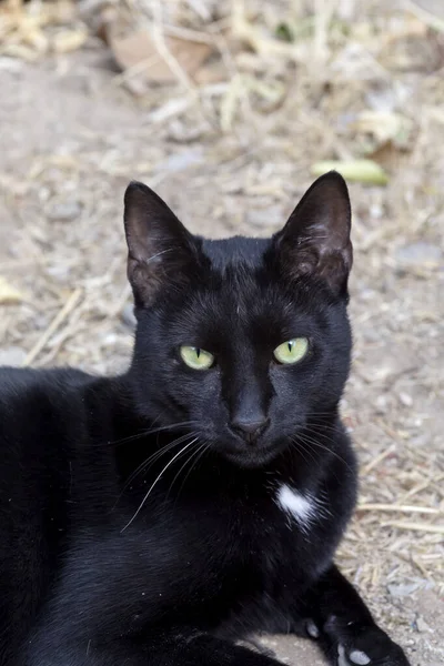 美しい ホームレス 緑の目の黒い猫が秋の日の終わりに公園で休んでいます — ストック写真