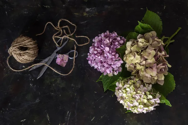 Çiçek Kompozisyonu Hassas Çok Renkli Ortanca Karanlık Bir Arka Planda — Stok fotoğraf